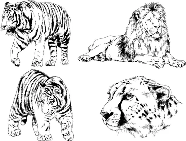 Vector Drawings Sketches Different Predator Tigers Lions Cheetahs Leopards Drawn — Stock Vector