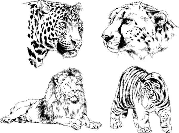 Dibujos Vectoriales Bocetos Diferentes Depredadores Tigres Leones Guepardos Leopardos Dibujan — Archivo Imágenes Vectoriales