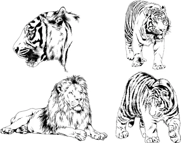 Vektör Çizimleri Çizimler Farklı Yırtıcı Hayvan Kaplan Aslan Çita Leopar — Stok Vektör