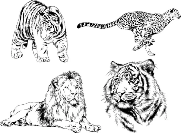 Dibujos Vectoriales Bocetos Diferentes Depredadores Tigres Leones Guepardos Leopardos Dibujan — Vector de stock