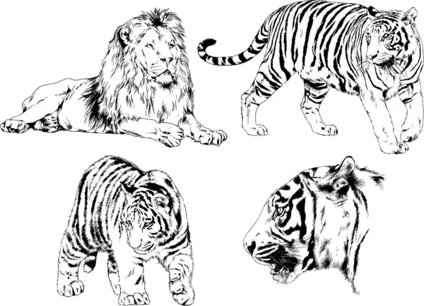 Dessins Vectoriels Esquisse Différents Prédateurs Tigres Lions Guépards Léopards Sont — Image vectorielle