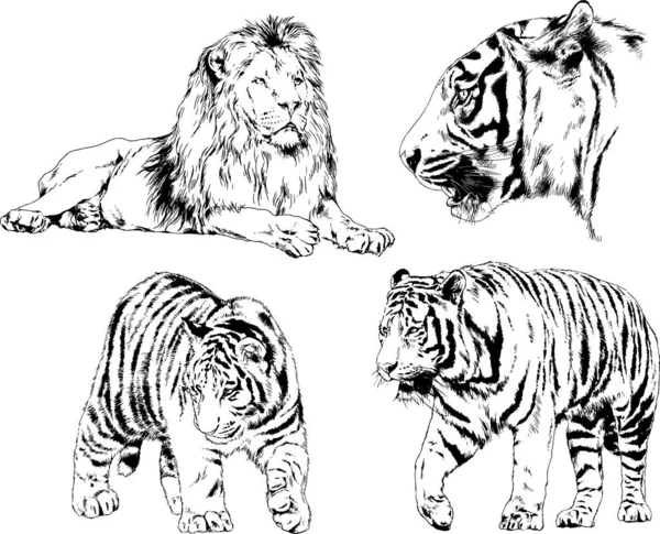 Vector Drawings Sketches Different Predator Tigers Lions Cheetahs Leopards Drawn — Stock Vector