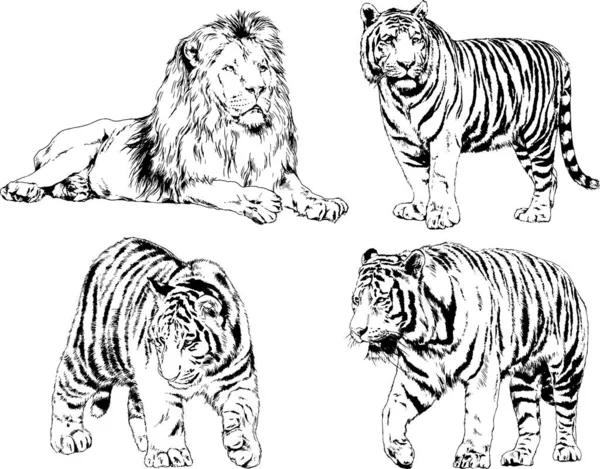 Dibujos Vectoriales Bocetos Diferentes Depredadores Tigres Leones Guepardos Leopardos Dibujan — Archivo Imágenes Vectoriales