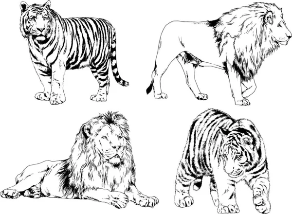 Disegni Vettoriali Schizzi Diversi Predatore Leoni Tigri Ghepardi Leopardi Sono — Vettoriale Stock