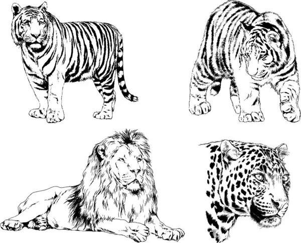 Dibujos Vectoriales Bocetos Diferentes Depredadores Tigres Leones Guepardos Leopardos Dibujan — Archivo Imágenes Vectoriales