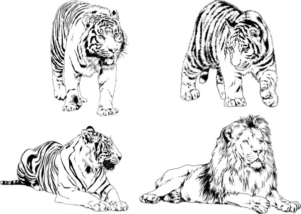 Dessins Vectoriels Esquisse Différents Prédateurs Tigres Lions Guépards Léopards Sont — Image vectorielle