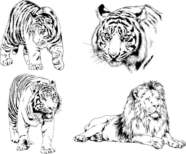 Dessins Vectoriels Esquisse Différents Prédateurs Tigres Lions Guépards Léopards Sont — Image vectorielle