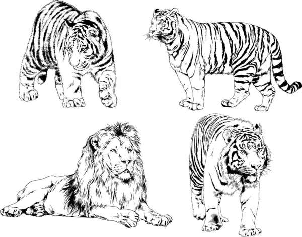 Dibujos Vectoriales Bocetos Diferentes Depredadores Tigres Leones Guepardos Leopardos Dibujan — Vector de stock