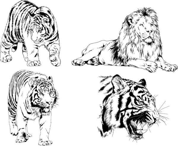 Dessins Vectoriels Esquisse Différents Prédateurs Tigres Lions Guépards Léopards Sont — Image vectorielle