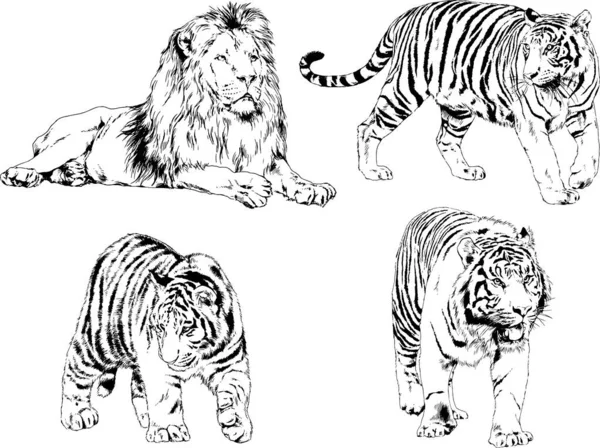 Vector Drawings Sketches Different Predator Tigers Lions Cheetahs Leopards Drawn — Stock Vector