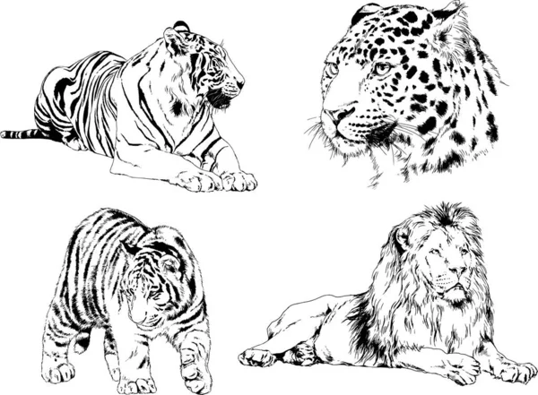 Vector Drawings Sketches Different Predator Tigers Lions Cheetahs Leopards Drawn — Stock Vector