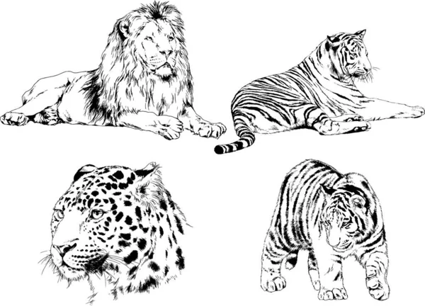 Vector Drawings Sketches Different Predator Tigers Lions Cheetahs Leopards Drawn — Stock Vector