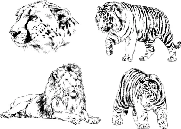 Dibujos Vectoriales Bocetos Diferentes Depredadores Tigres Leones Guepardos Leopardos Dibujan — Archivo Imágenes Vectoriales