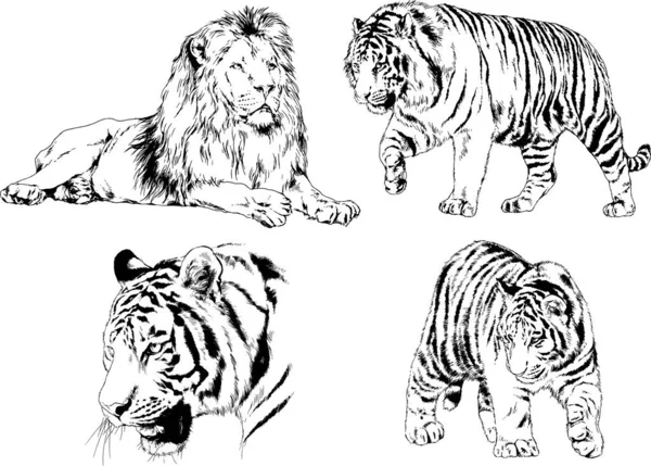 Vector Drawings Sketches Different Predator Tigers Lions Cheetahs Leopards Drawn — Stock Vector