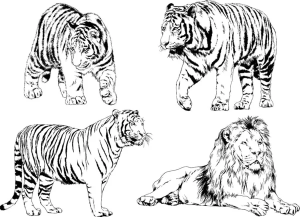 Vector Drawings Sketches Different Predator Tigers Lions Cheetahs Leopards Drawn — Stock Vector