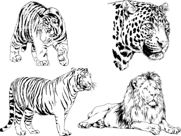 Dessins Vectoriels Esquisse Différents Prédateurs Tigres Lions Guépards Léopards Sont — Image vectorielle