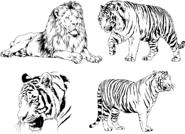 Dibujos Vectoriales Bocetos Diferentes Depredadores Tigres Leones Guepardos Leopardos Dibujan — Archivo Imágenes Vectoriales