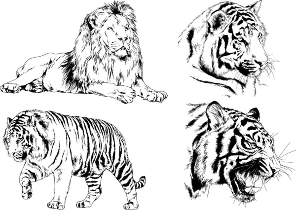 Gambar Vektor Sketsa Predator Yang Berbeda Harimau Singa Cheetah Dan - Stok Vektor