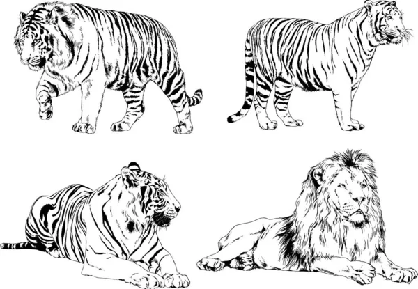 Vector Drawings Sketches Different Predator Tigers Lions Cheetahs Leopards Drawn — Stock Vector