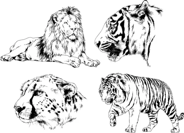 Vector Drawings Sketches Different Predator Tigers Lions Cheetahs Leopards Drawn — Stock Vector