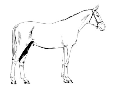 Yarış atı koşum takımı olmadan arka planda elle çizilmiş.