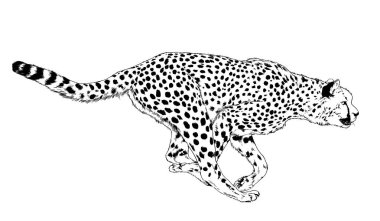 Beyaz arkaplan logo dövmesi üzerine elle çizilmiş Çita çalıştırılıyor