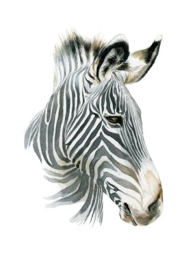 Zıplayan çizgili Afrika Zebra 'sı.