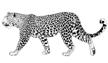 Beyaz bir arka plan dövmesine elle boyanmış bir leopar yüzü.
