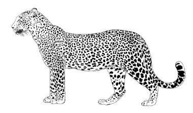 Beyaz bir arka plan dövmesine elle boyanmış bir leopar yüzü.