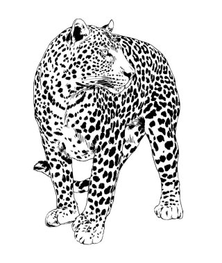 Beyaz bir arka plan dövmesine elle boyanmış bir leopar yüzü.