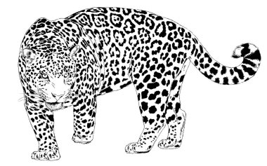 Büyük leopar saldırmaya hazırlanıyor, logo ya da dövme için elle çizilmiş, tam boy.