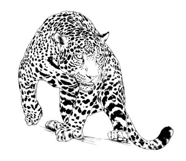 Büyük leopar saldırmaya hazırlanıyor, logo ya da dövme için elle çizilmiş, tam boy.