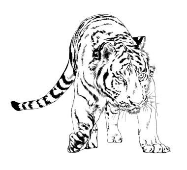 Yırtıcı bir dövme logosunun ellerindeki mürekkeple çizilmiş bir kaplan.