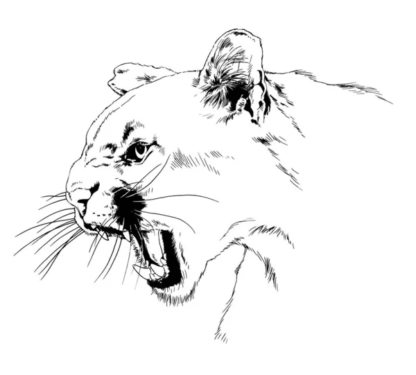 Knurrendes Wütendes Puma Gesicht Mit Reißzähnen Handgezeichnet Für Tätowierung Und — Stockfoto