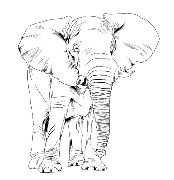 Μεγάλος Ελέφαντας Πλήρους Μήκους Που Σχεδιάζεται Μελάνι Χέρι Λευκό Φόντο — Φωτογραφία Αρχείου