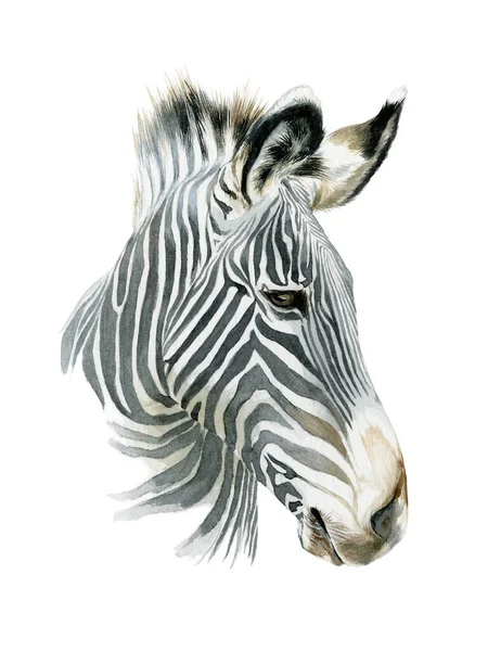 Hoppning Randig Afrikansk Zebra Handritad Fullängdare — Stockfoto