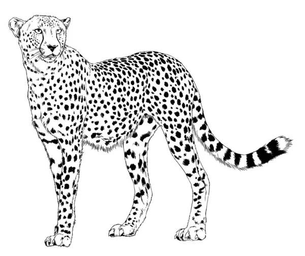 Correndo Cheetah Desenhado Mão Com Tinta Sobre Tatuagem Logotipo Fundo — Fotografia de Stock