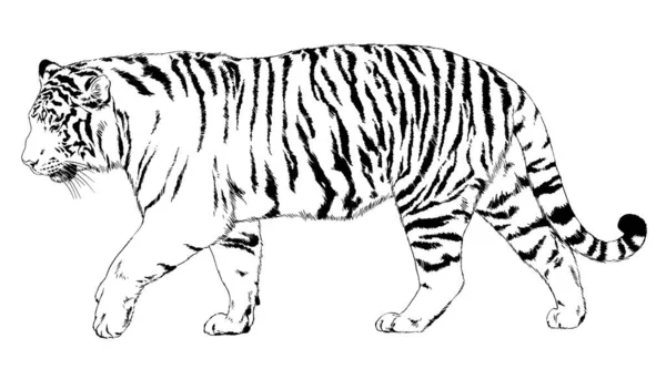 Tigre Dessiné Encre Des Mains Tatouage Prédateur Logo — Photo