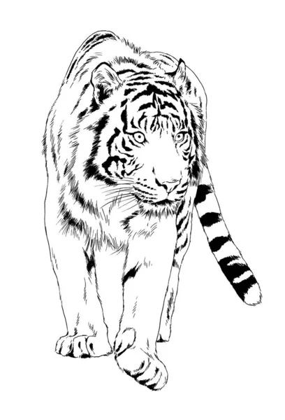 Tigre Desenhado Com Tinta Das Mãos Logotipo Tatuagem Predador — Fotografia de Stock