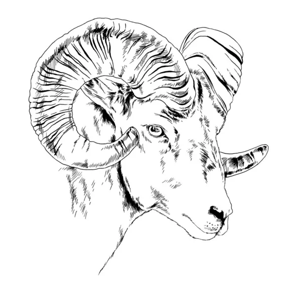 Mountain Sheep Horns Ink Drawn Sketch — Stock Photo, Image