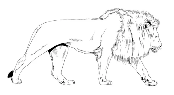 Μεγάλο Λιοντάρι Χαίτη Ζωγραφίζεται Μελάνι Στο Χέρι Λευκό Φόντο — Φωτογραφία Αρχείου