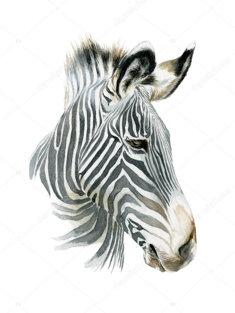 jumping striped African Zebra, hand-drawn in full- length