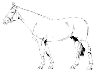 Yarış atı koşum takımı olmadan arka planda elle çizilmiş.