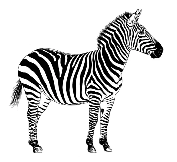 Saltando Zebra Africana Strisce Disegnato Mano Tutta Lunghezza — Foto Stock