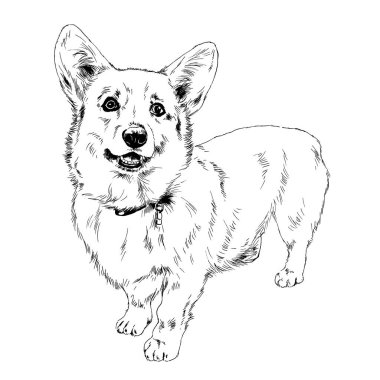 Safkan Corgi köpeği, el yapımı mürekkep, eskiz, arka plan yok.