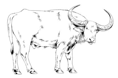 Boynuzları mürekkeple çizilmiş kocaman bir bufalo.
