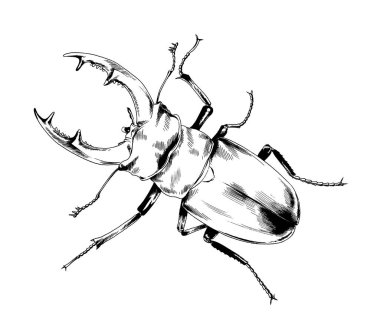 gezinme böceği mürekkep siyah ve beyaz ile çizilmiş