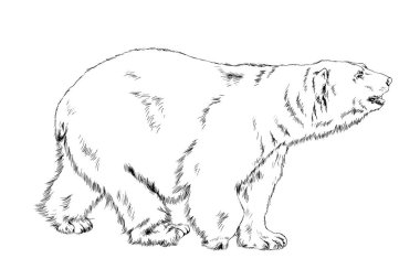 Büyük kahverengi boz ayı beyaz arka planda mürekkeple çizilmiş.