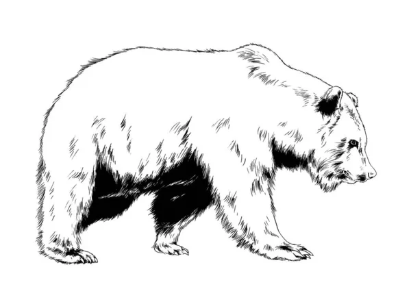 Μεγάλη Καφέ Αρκούδα Γκρίζλι Ζωγραφισμένη Μελάνι Χέρι Λευκό Φόντο — Φωτογραφία Αρχείου