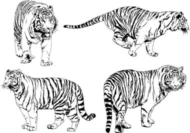 vektör çizimleri çizimler farklı yırtıcı hayvan, kaplan aslan çita ve leopar mürekkep el tarafından nesneleri arka plan ile çizilir